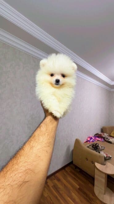 it yuvasi: Şpitz, 2 ay, Erkek — 5