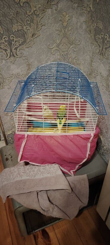 Alfa Romeo: 2 eded quşdu boyuk qefesi setqasi 2 yemek qabi bir su qabisi — 2