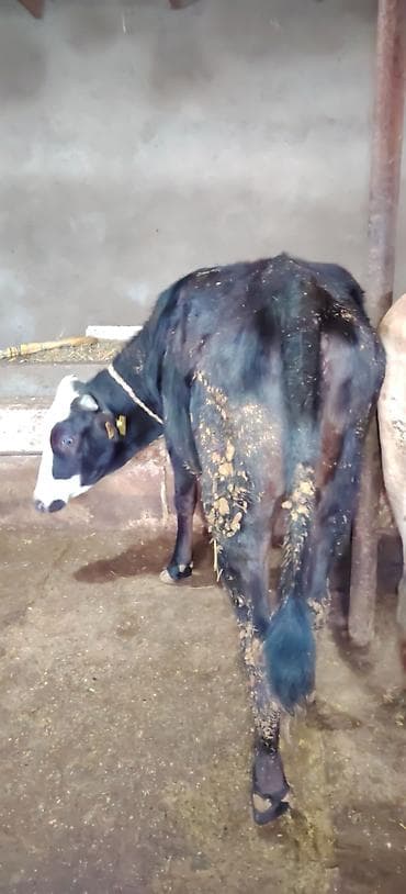 cins buzovların satışı: Dişi düyə damazlıq südlük ətliyə yararlıdır Ünvan Novxani — 5