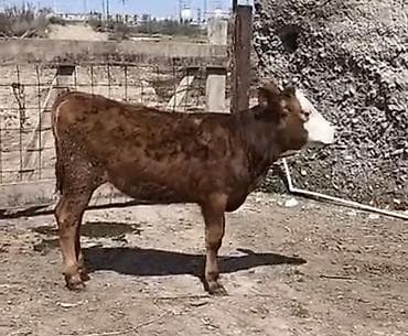 ətlik inək cinsləri: Satış üçün dana - Növ: iribuynuzlu heyvan, ətlik istiqamətli dana - — 3