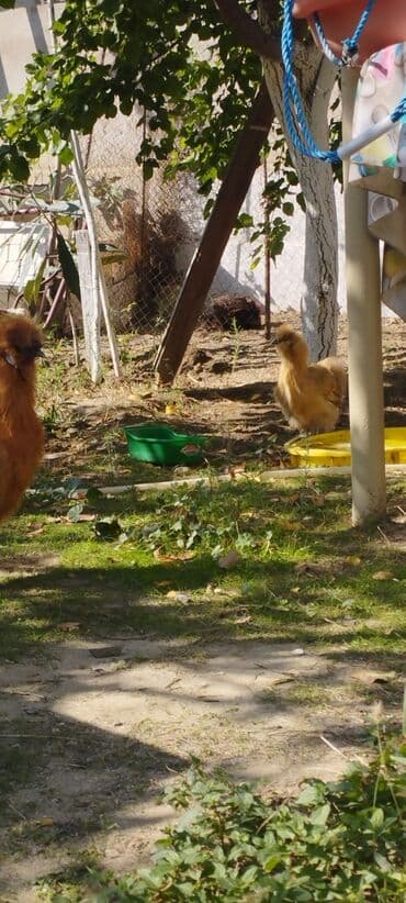 продам собаку доска объявлений: PON POn xoruzu satilir tekce — 5