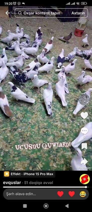 heyvanlara verilen xususi adlar: Uçuşçu qövlar – müxtəlif rənglərdə və naxışlarda ev göyərçinləri - — 2