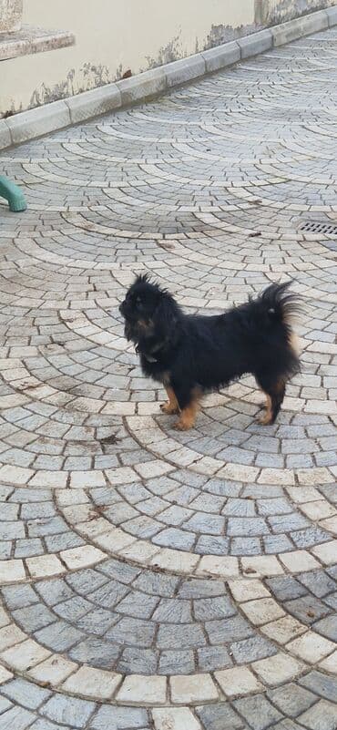 чихуахуа в добрые руки: Пекинес, 1 год, Самка, С прививками, Самовывоз — 2