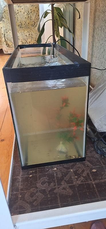 Akvariumlar: Dördbucaq akvarium, Balıqlarla birlikdə, 33 l, Ünvandan götürmə — 2