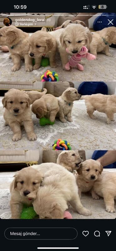 it bazari 2019: Retriever, 1 ay — 4