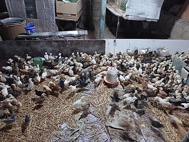 1 aylıq cücəlerdi tam sağlamdilar 2.4 AZN bütün vitaminlər verilib — 1