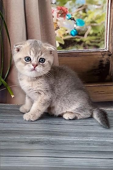 pişik tap az: Şotland yastı qulaq — 4