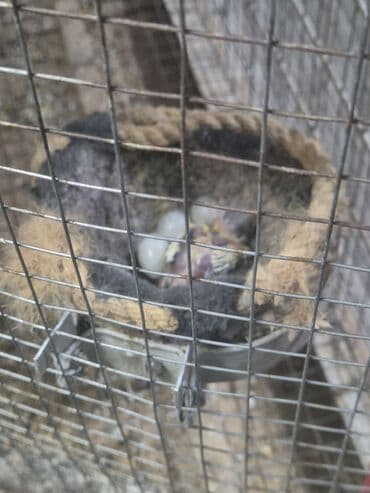 Heyvanlar üçün mallar: Ana 1 dene balasi var bu ilki mayadi — 1