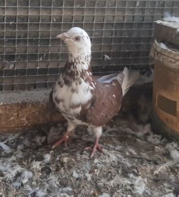 приют для кошек в баку: Salam tutulma qizğin erkey unvan Novxani — 2