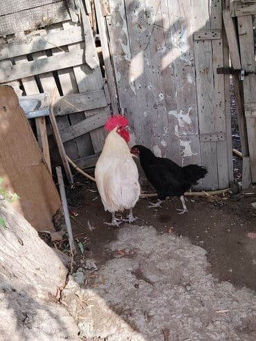 həyət qazı: Ağ rəngli avstrolop xoruz - Rəng: krem-ağ tüklər, iri qırmızı daraq — 8