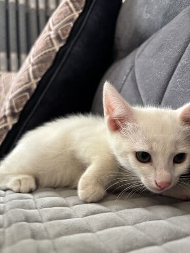 котята в баку бесплатно 2020: Самец, В добрые руки, Бесплатная доставка, Самовывоз, Платная доставка — 3