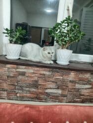 Gəmiricilər: Şinşilla, Dişi — 2