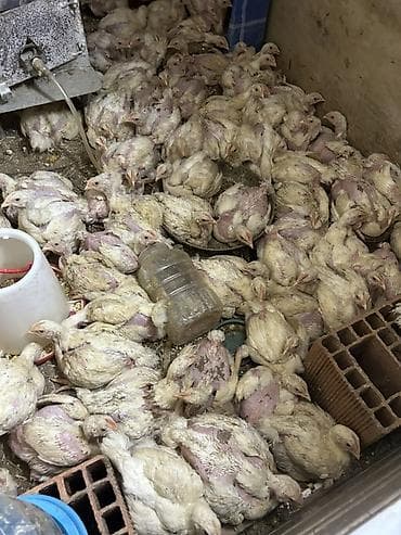 100 l akvarium: Toyuq cücələri, Ətlik — 2