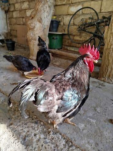 bakida cins ineklerin satisi: Avstrolop 2 xoruz 1 fərə — 2