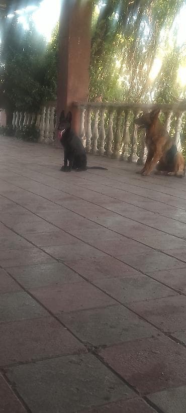 guard dog: Xidmət: Alman çoban iti (German Shepherd) üzrə təlim və müşayiət - İt — 2