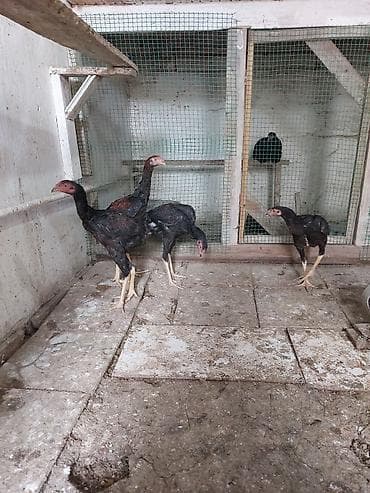 kənd cuceleri: Toyuq cücələri, Damazlıq — 5