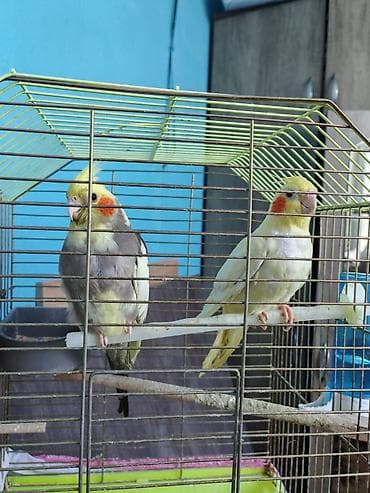 heyvan satisi: 2 erkek 2 dişi ördək.4 bala, balanın 3 ü erkek 1i,dişi.toplam 100azn — 2