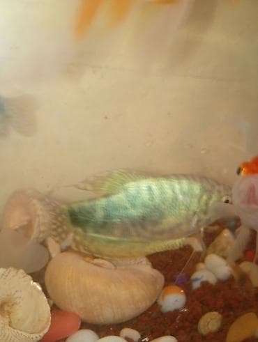 Məhsul: Akvarium balığı – yaşıl-mərmər naxışlı gourami — 1