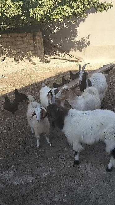 seana kecileri: 2 ana keci Cavan 2 erkek 1 disi bala 
yer olmadiqi ucun satilir — 1
