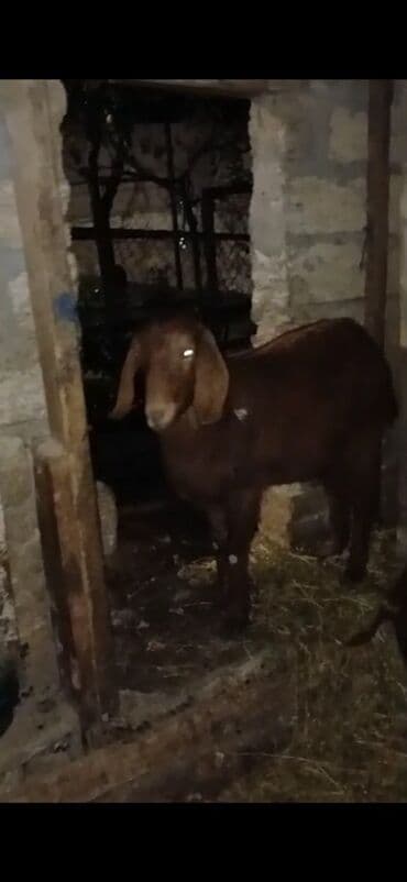 cəpis: Məhsul: Qoyun/keçi (qəhvəyi rəngdə, qulaqları sallanan, buynuzsuz tip) — 5