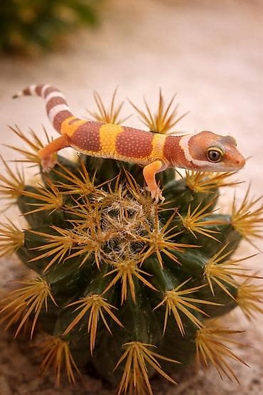 Leopard gekko – narıncı çalarların üstünlük təşkil etdiyi gözoxşayan