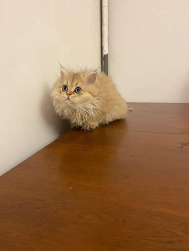 cins pişik: Britan — 2