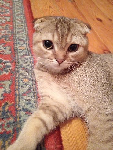 Britan yastı qulaq, Erkək — 1