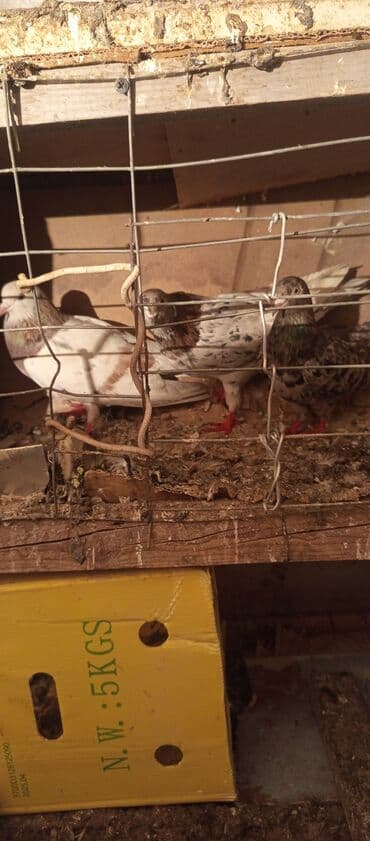 xamyak qefes: Məhsul: göyərçini dəstəsi Təsvir:1 erkəy 2maya 3 bir yerdə 30 m - — 2