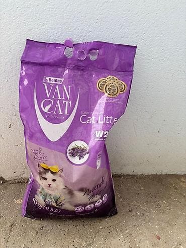 pişik adı: Britan yastı qulaq, Dişi, Yaxşı əllərə, Ünvandan götürmə — 3