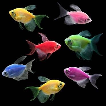 lasos baligi: Glofish, Sülhsevər, Ödənişli çatdırılma — 2
