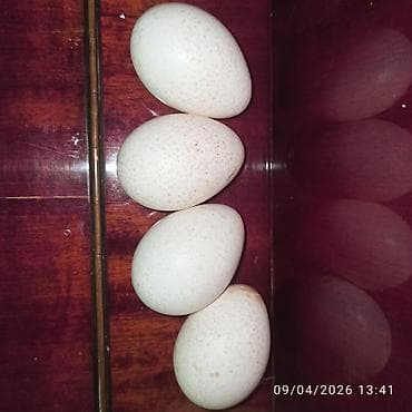 ŞİRVAN~ Mayalı hinduşka 🦃 yumurtaları satılır, tam sağlam şəraitdə