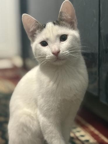 Yaxşı əllərə, Ünvandan götürmə