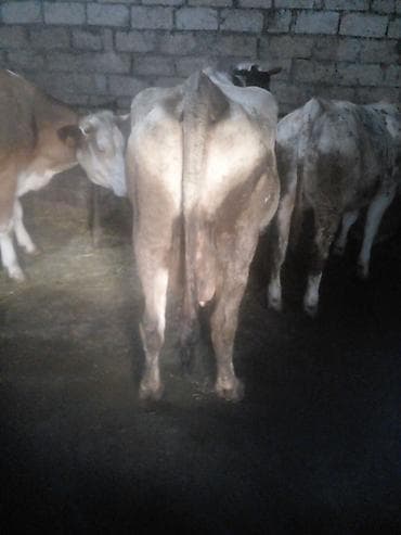 hinduska balasi satilir: Düyə14.16l.aprelin 3də.buğaya gəlib.anqus maya erkək balaynan.qırmızı — 10