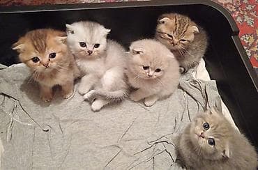 Gəmiricilər: Şotland — 9