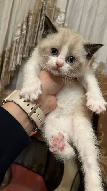 кошки в добрые руки баку: В добрые руки — 1