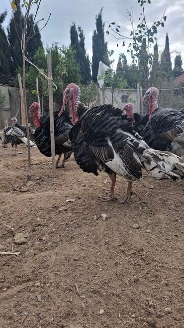 cuceye verilen adlar: Erkək, Amerika, Damazlıq, Ünvandan götürmə — 11