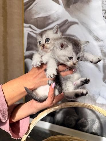 pişiy qumu: Britan — 8