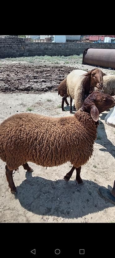 Qoyunlar, qoçlar: Qoyun – yerli cins, qəhvəyi rəngli, uzunqulaqlı 6 aylıq, erkək, Qala — 4