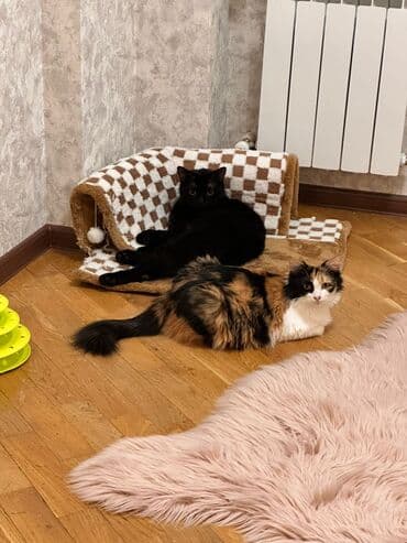 шиншилла кошка цена: Qızıl şinşilla, Dişi, Erkək — 1