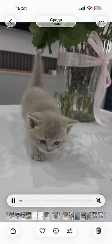 pişiy balası: Britan — 2