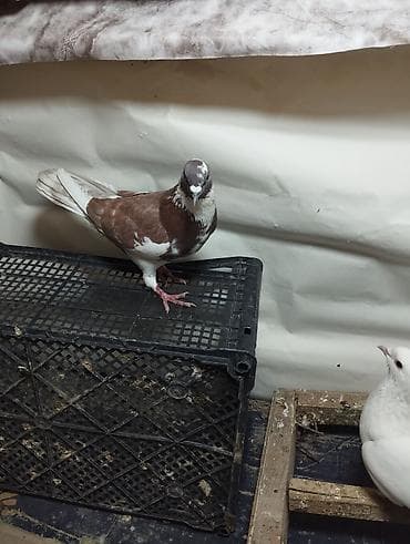 lelek: Evdə saxlanılan müxtəlif rəngli göyərçinlər - Növlər: uçan yerli — 7