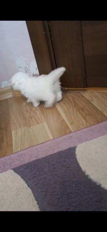 mingəcevir pişik: Şinşilla, Dişi — 7