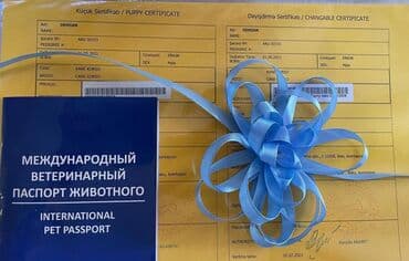 хомяк цены: Кане-корсо, 3 месяца, Самец, С родословной — 6