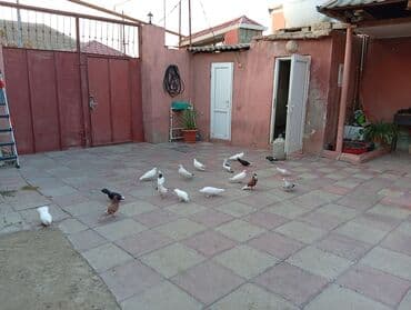 pulsuz heyvanlar verilir: Məhsul: Ev həyətində bəslənən dekorativ və uçuş güclü göyərçinlər — 1