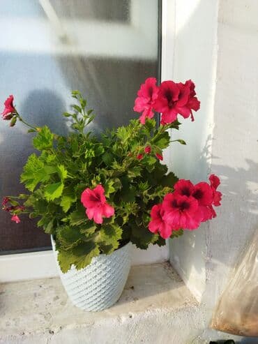 zolotoy us bitkisi: Otaq bitkiləri — 2