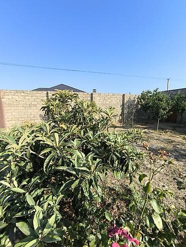 hasar setka: 12 sot torpaq Qala Şüvəlan yolun üzərində Məhsul: Həyət/bağ sahəsi — 1