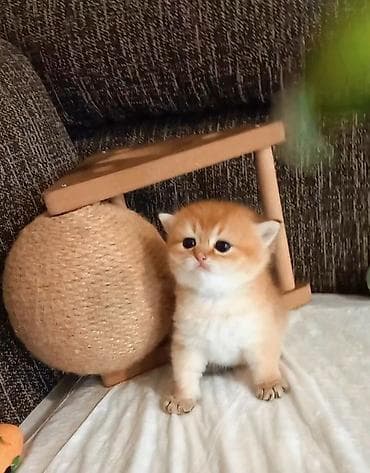 heyvan satisi: Britan, Erkək, Dişi, Yaxşı əllərə, Ünvandan götürmə — 5