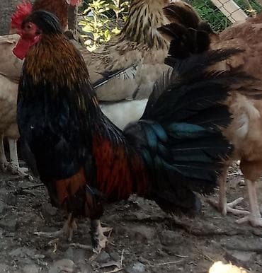 Toyuq, Damazlıq, Ünvandan götürmə lalafo.az -da Toyuq, Damazlıq, Ünvandan götürmə