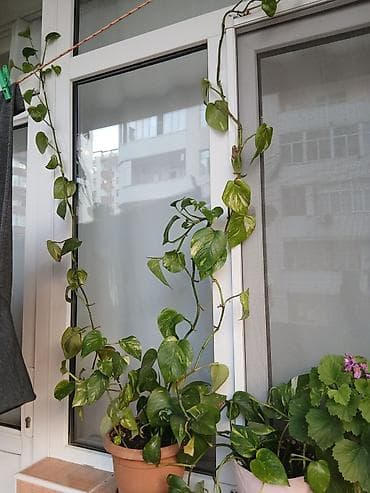 gubre: Qızıl sarmaşıq (Epipremnum aureum, pothos) – asma-sarmaşıq tipli — 1