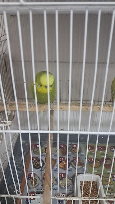 Digər quşlar: 3 ədəd erkək jumbo,12 ədəd jumbo çex qarışıq — 6